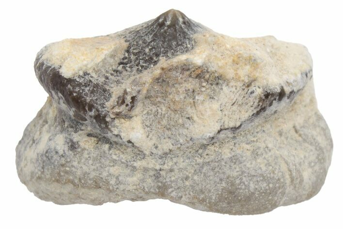 Fossil Crusher Shark (Ptychodus) Tooth - Kansas #218579